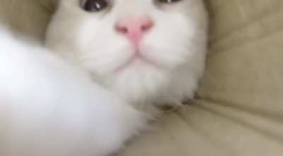 🐱: Get over here