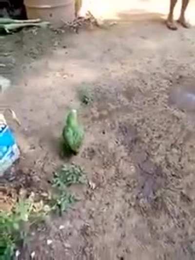 safado