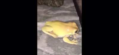 Yellow frog screams