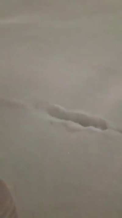 The way a ferret tunnels around under snow