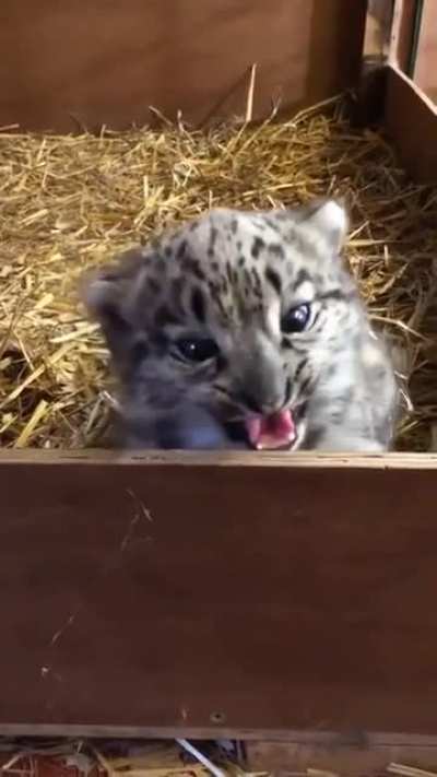 Snow Leopard