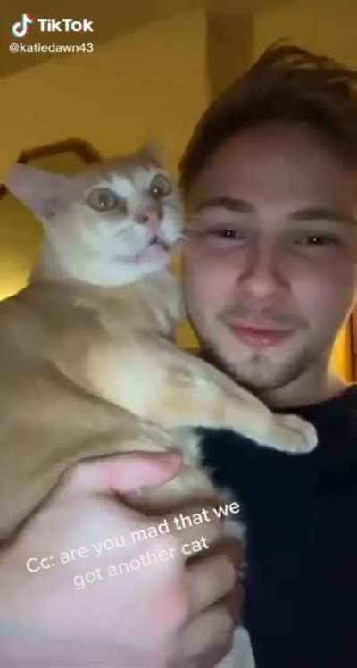 Kitty really upset about the new cat