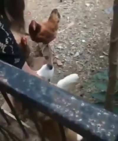 All bark, no bite.