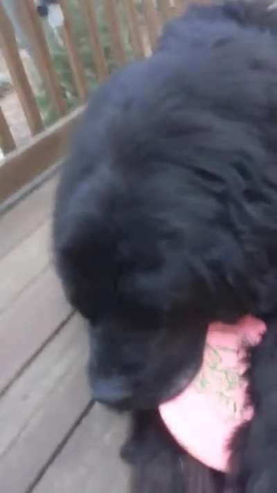Dog + Disc vs Man (friends OC) - You Monkey!