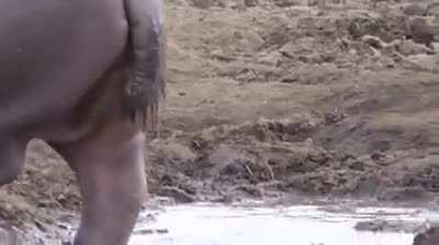 Documentary about magestic animals