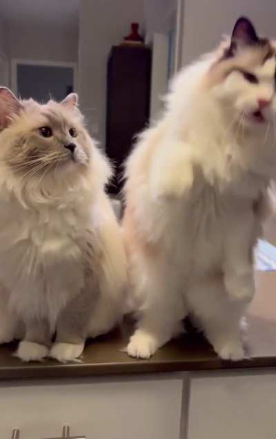 They must know how cute they are.