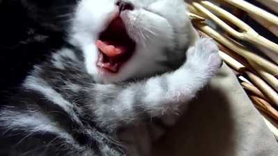 Mighty Yawn