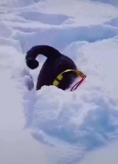 Dogs enjoying the snow in their own way