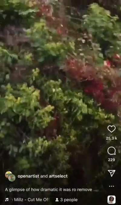 Climbing vine removal from a church facade