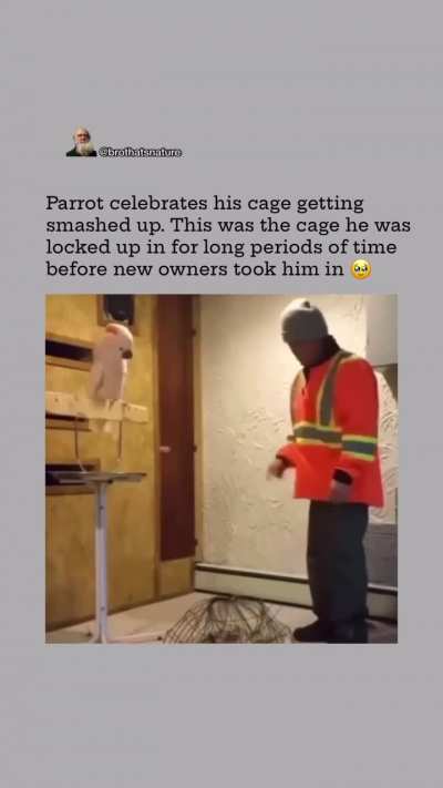 Cockatoo reacts to destruction of old cage by new owner