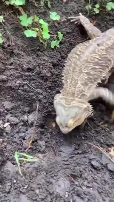 Best garden helper ever