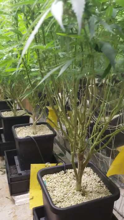 How much leafy stuff should i take off. Im on 16 days in flowering ?.I toke heaps off but not sure if its enough?. Thanks