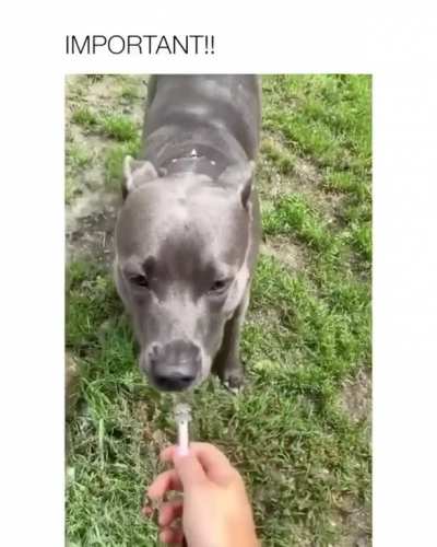 woof_irl