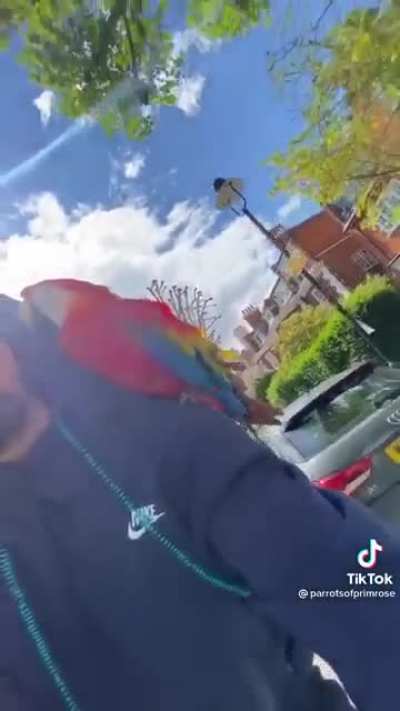 Letting the parrots out for a free flight