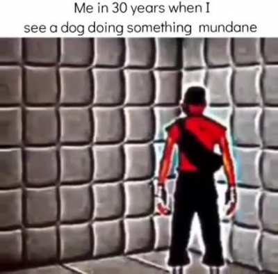 Ik what the dog did