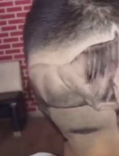 Patron: They call me, Stallion Barber: Say No More