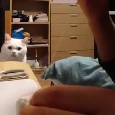 Cat's favorite toy undergoes surgery