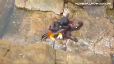 Octopus leaps out of the water and drags a crab back to the abyss