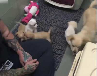 Sad mama dog reunites with her lost puppies. A dog mama named Cora ended up in a shelter after her owner had taken her babies away from her. Depressed, she wouldn&rsquo;t move away from a corner, so The Marin Humane Society tracked down Cora&rsquo;s puppies and reuni