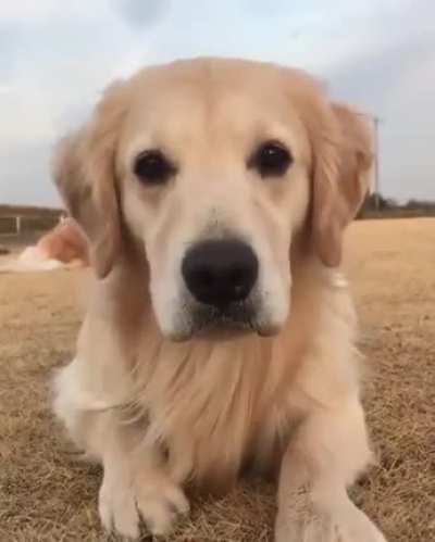 Doggo does a smile