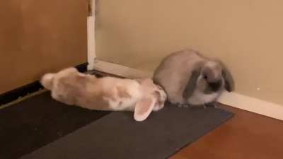 Double flop 🥰