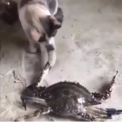 Cat vs pinch rock boi