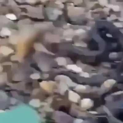 "Hold on i think i can save this fish."