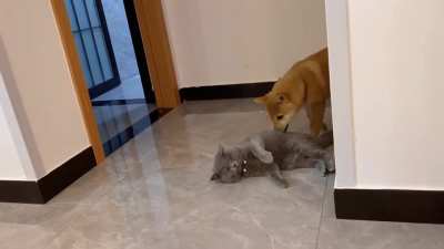 Doggo play with cat
