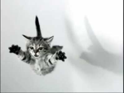 elgato voladooooooooooooooooooooooooooooooor