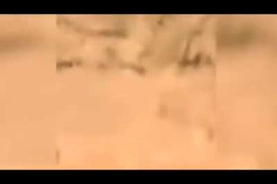 Absolute unit of a dog fart makes cat vomit