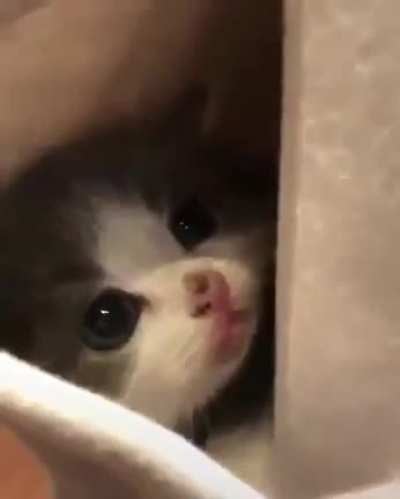 pocket kitty