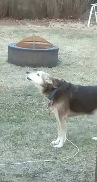 "Intruder does not react to bark. What do now?"