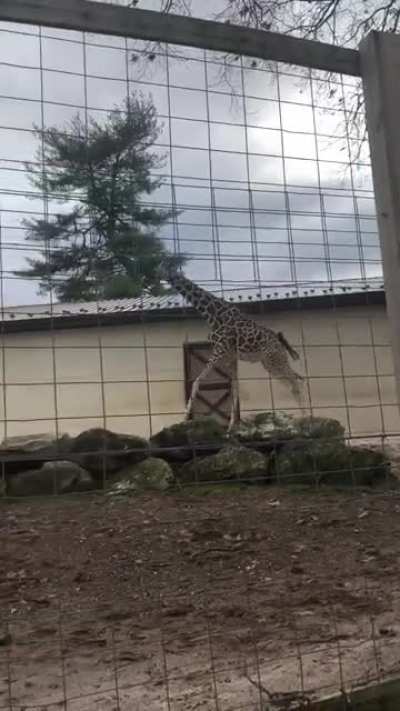 Tall boye zoomies&mdash; like a freight train down the tracks!