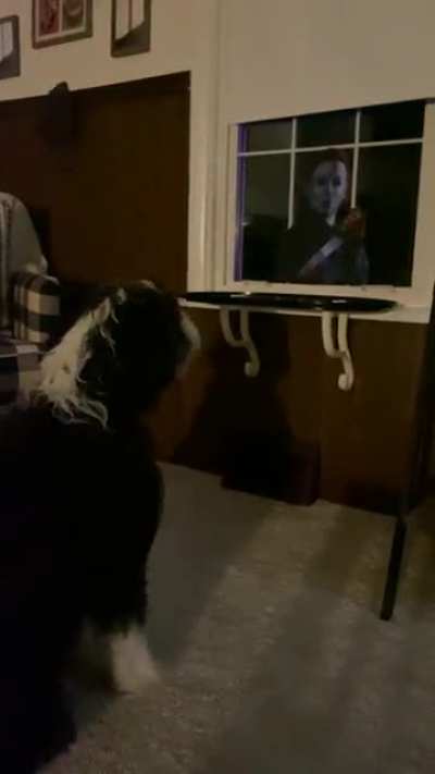 My pup vs my Michael Myers window cling &hellip;