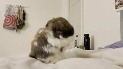 Just some routine ear cleaning!