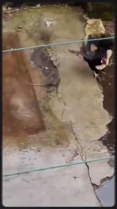 Un Cl&aacute;sico.