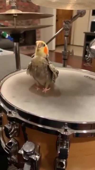 Bird bird bird...