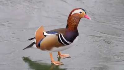 Slip dancing duck