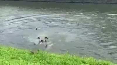 🔥 A handful of Otters started appearing in Singapore's waters couple years back. Today there are Otter gang wars