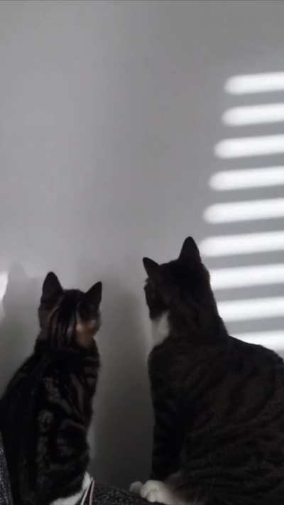 Getting the grumpy cat a kitten