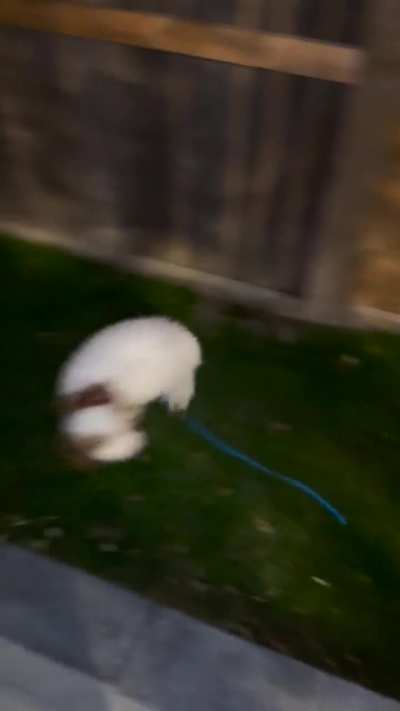 This is Hershey&rsquo;s submission to qualify for the olympics in rhythmic gymnastics.