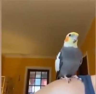 Derpy birb