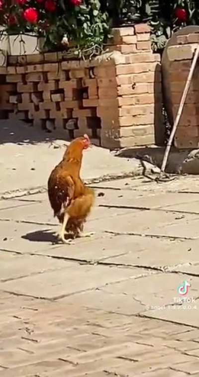 Jajajaja