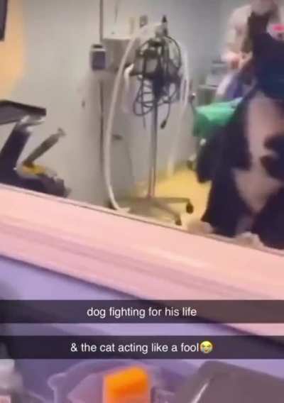 Cat interrupts dog&rsquo;s surgery