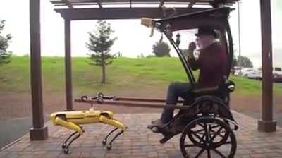 Horse dogo