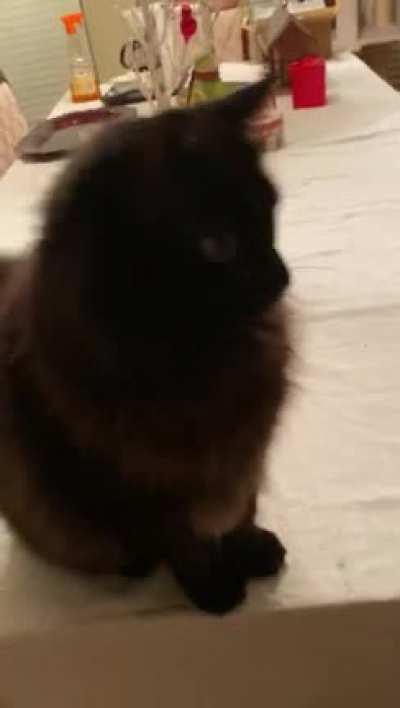 Is this a trill? This is my friend&rsquo;s adorable KC cat her son caught as a wild kitten at the beach. He always sounds like this!