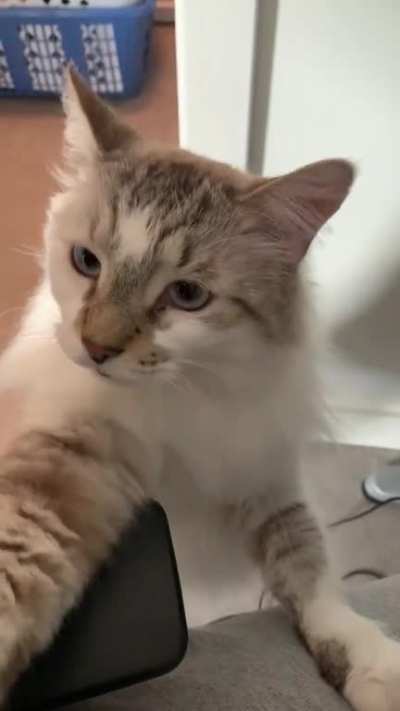 Should I pet him?