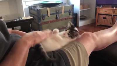 Kicker Kitten