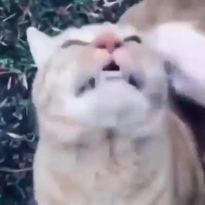 TATATATATATATARRRRRRR