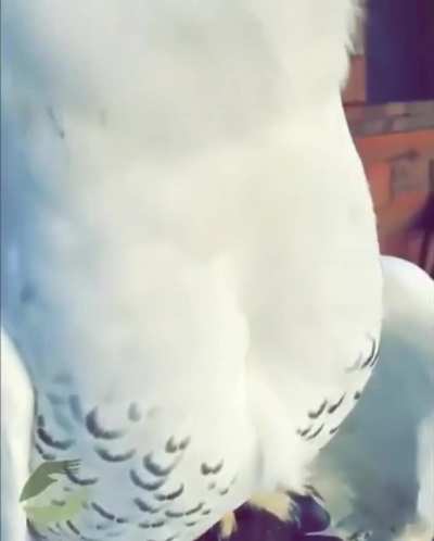 Happy owl :)